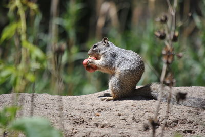 Close-up of squirrel on rock