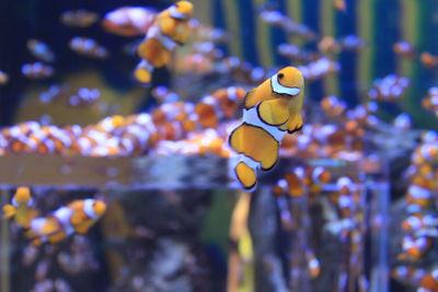 Close-up of fish underwater