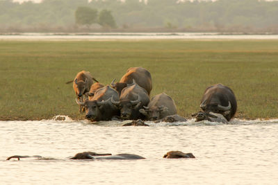 Horses in a lake