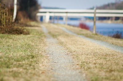 Surface level of grass