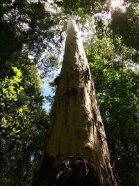 Low angle view of tree against sky