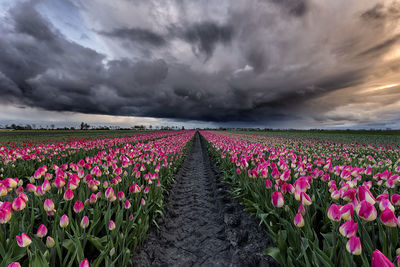 Purple flowers in field against cloudy sky