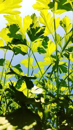 Close-up of yellow flower plant