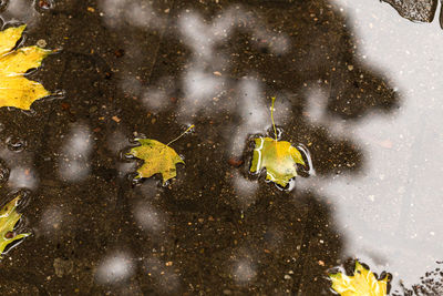 Close-up of yellow leaf against sky