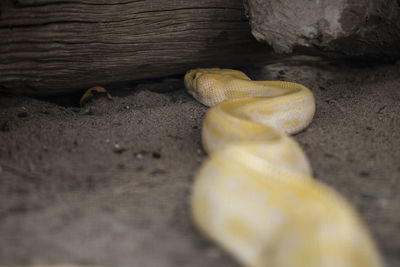 Close-up of bananas on wood