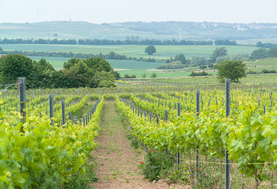 Scenic view of vineyard