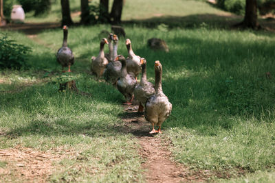 Close-up portrait of grey anser anser geese in a countryside far