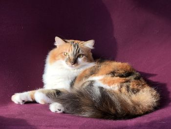 Portrait of cat resting