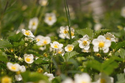 Close-up of white daisy flowers on field