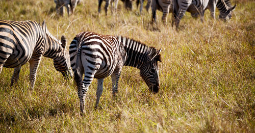 Side view of zebra on field