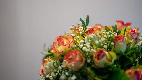 Close-up of rose bouquet against white background