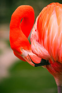 Close-up of a bird