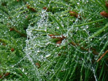 Close-up of water drops on leaves