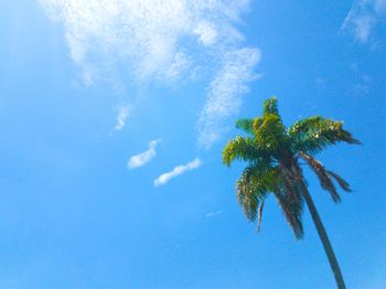 Low angle view of coconut palm tree against blue sky