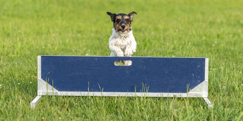 Portrait of dog sitting on grass