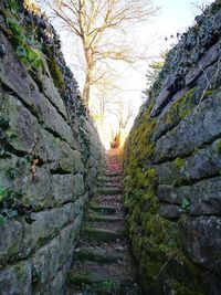 Walkway amidst trees against sky