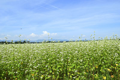 Plants growing on field against sky