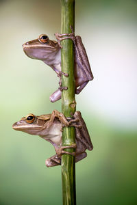 Close-up of frog on plant
