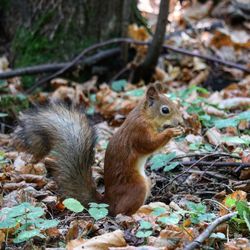 Squirrel on a field