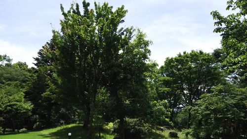 Trees growing on a tree