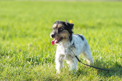 Dog running on field