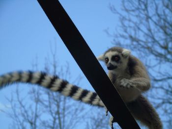 Low angle view of monkey on tree against sky