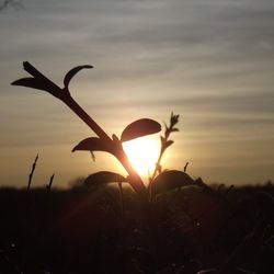 Close-up of plants on field at sunset