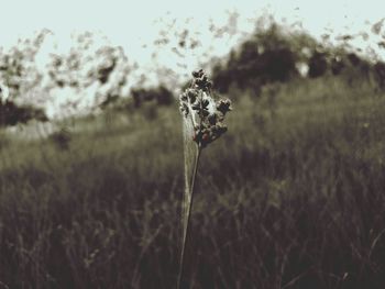 Plant growing on field