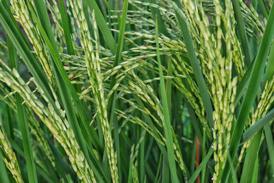 Full frame shot of corn field