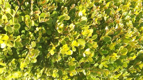 Full frame shot of tree