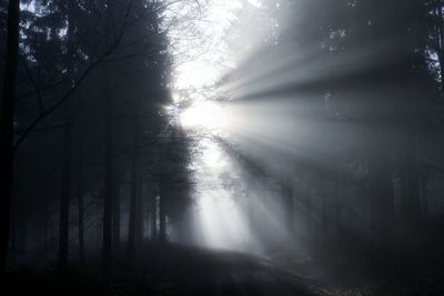 Trees in forest against sky