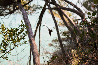 Low angle view of insect on tree against sky