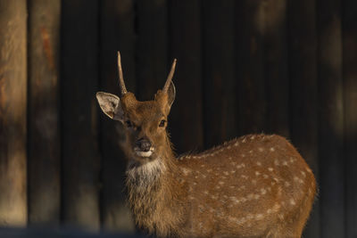 Close-up of deer