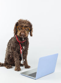 Close-up of dog against white background