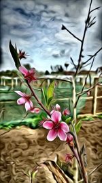 Close-up of pink flowers