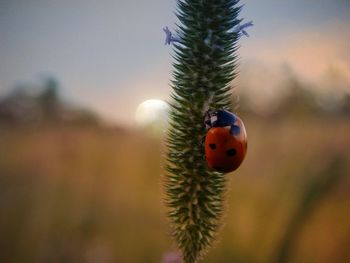 Close-up of ladybug on plant