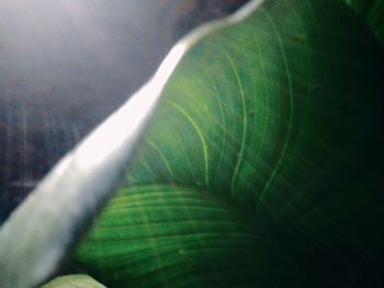 Full frame shot of leaves