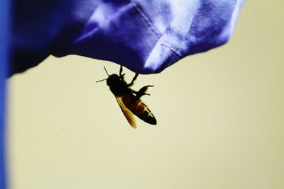 Close-up of insect on purple flower