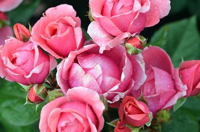 Close-up of pink roses