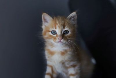 Portrait of kitten on black background