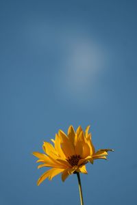 Close-up of yellow flower against clear sky