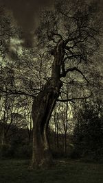 Bare trees on field