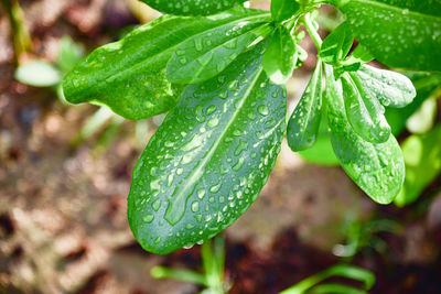 Close-up of wet plant leaves