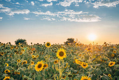 Scenic view of sunflower field against sky