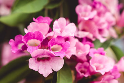 Close-up of pink flowering plant