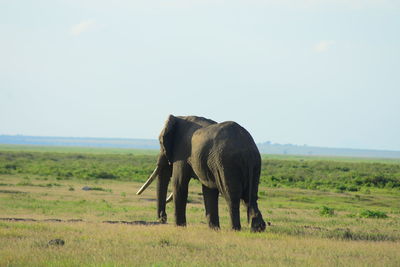 Elephant walking on field against clear sky