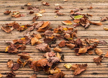 Close-up of maple leaves fallen on wood