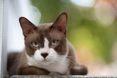 Close-up portrait of cat against blurred background