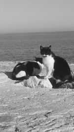 Horse sitting on sea shore against sky