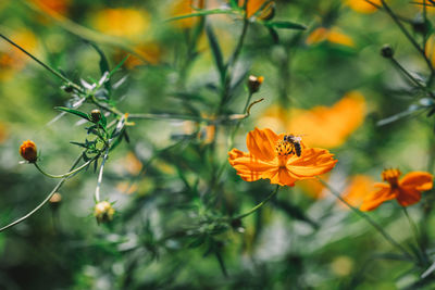 Close-up of bee pollinating on flower